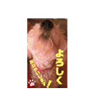 ミディアムプードルYUZUちゃん②（個別スタンプ：7）