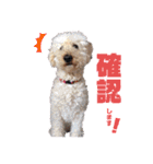 ミディアムプードルYUZUちゃん②（個別スタンプ：9）