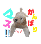 ミディアムプードルYUZUちゃん②（個別スタンプ：11）