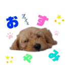 ミディアムプードルYUZUちゃん②（個別スタンプ：13）