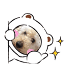 ミディアムプードルYUZUちゃん②（個別スタンプ：20）