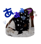 ミディアムプードルYUZUちゃん②（個別スタンプ：22）