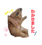 ミディアムプードルYUZUちゃん②（個別スタンプ：27）