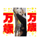 ミディアムプードルYUZUちゃん②（個別スタンプ：31）