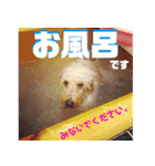ミディアムプードルYUZUちゃん②（個別スタンプ：32）