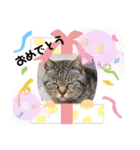 ねこ ネコ 猫 トカゲ（個別スタンプ：2）