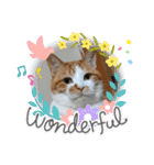 ねこ ネコ 猫 トカゲ（個別スタンプ：3）