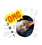 ねこ ネコ 猫 トカゲ（個別スタンプ：5）