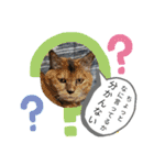 ねこ ネコ 猫 トカゲ（個別スタンプ：9）