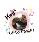 ねこ ネコ 猫 トカゲ（個別スタンプ：12）