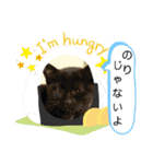ねこ ネコ 猫 トカゲ（個別スタンプ：14）