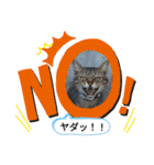 ねこ ネコ 猫 トカゲ（個別スタンプ：15）