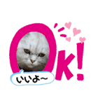 ねこ ネコ 猫 トカゲ（個別スタンプ：18）