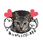 ねこ ネコ 猫 トカゲ（個別スタンプ：20）
