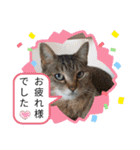 ねこ ネコ 猫 トカゲ（個別スタンプ：23）
