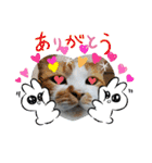 ねこ ネコ 猫 トカゲ（個別スタンプ：27）
