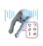 ねこ ネコ 猫 トカゲ（個別スタンプ：28）
