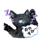 ねこ ネコ 猫 トカゲ（個別スタンプ：31）