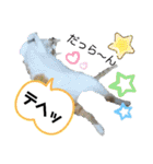 ねこ ネコ 猫 トカゲ（個別スタンプ：32）