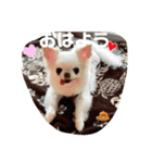 チワワのゆるゆるユリアスタンプ（個別スタンプ：2）