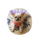 チワワのゆるゆるユリアスタンプ（個別スタンプ：3）