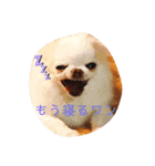 チワワのゆるゆるユリアスタンプ（個別スタンプ：11）