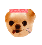 チワワのゆるゆるユリアスタンプ（個別スタンプ：12）