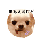 チワワのゆるゆるユリアスタンプ（個別スタンプ：15）