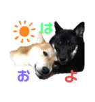 柴犬ゼロとチョコのスタンプ（個別スタンプ：1）
