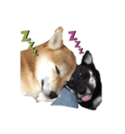 柴犬ゼロとチョコのスタンプ（個別スタンプ：2）