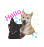 柴犬ゼロとチョコのスタンプ（個別スタンプ：3）