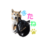柴犬ゼロとチョコのスタンプ（個別スタンプ：4）