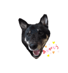 柴犬ゼロとチョコのスタンプ（個別スタンプ：5）