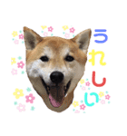 柴犬ゼロとチョコのスタンプ（個別スタンプ：6）