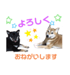 柴犬ゼロとチョコのスタンプ（個別スタンプ：8）