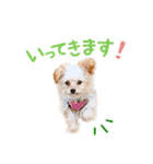 チワプーのくるみちゃん（個別スタンプ：1）