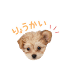 チワプーのくるみちゃん（個別スタンプ：4）