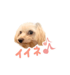 チワプーのくるみちゃん（個別スタンプ：5）