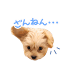 チワプーのくるみちゃん（個別スタンプ：6）