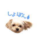 チワプーのくるみちゃん（個別スタンプ：7）