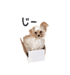 チワプーのくるみちゃん（個別スタンプ：10）