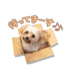 チワプーのくるみちゃん（個別スタンプ：14）