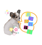 エース⚾️チワワ（個別スタンプ：7）
