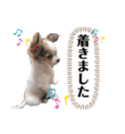 エース⚾️チワワ（個別スタンプ：10）