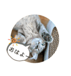 耳毛ねこのリィちゃん（個別スタンプ：1）