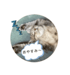 耳毛ねこのリィちゃん（個別スタンプ：2）