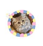 耳毛ねこのリィちゃん（個別スタンプ：3）