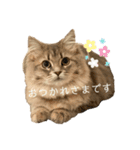 耳毛ねこのリィちゃん（個別スタンプ：5）