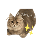 耳毛ねこのリィちゃん（個別スタンプ：6）