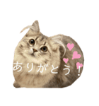 耳毛ねこのリィちゃん（個別スタンプ：7）